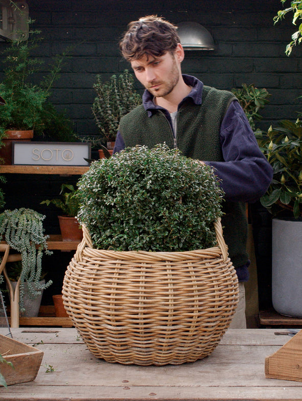 How to prune and trim